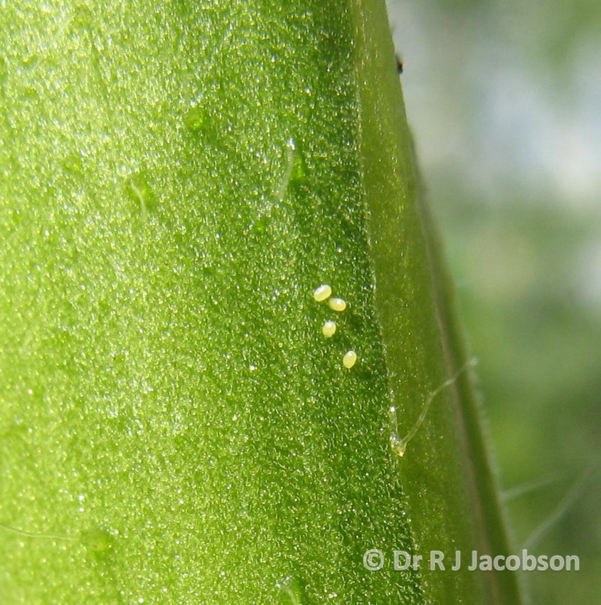 Tuta absoluta eggs. Copyright of Dr R J Jacobson (RJC Ltd).